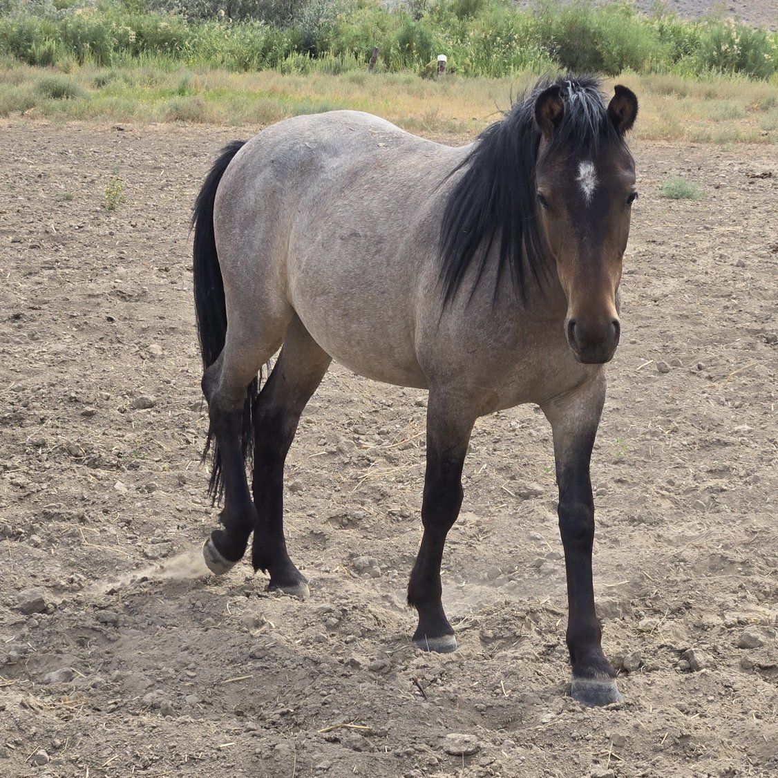 2 yr old roan gelding