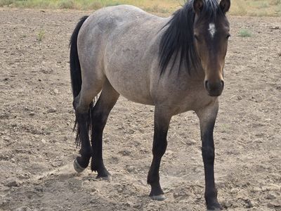 2 yr old roan gelding