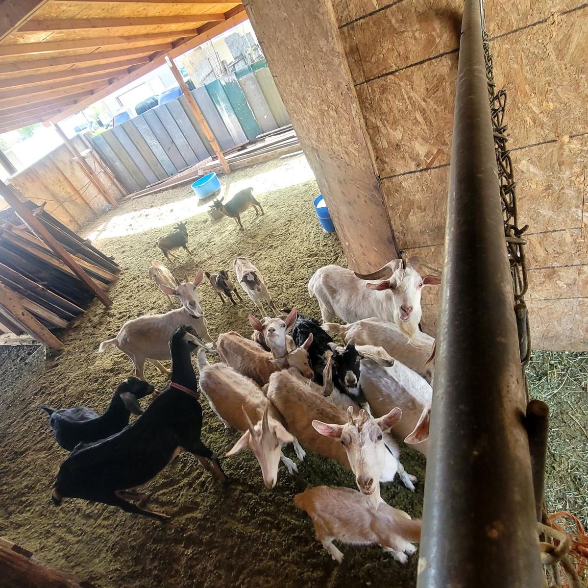 Goats - Mixed Herd, Various Ages, Perfect for Farm or Pet