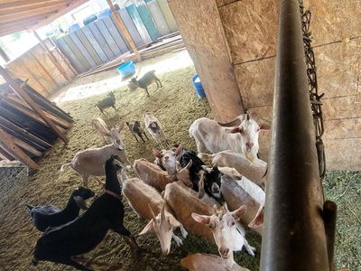 Goats - Mixed Herd, Various Ages, Perfect for Farm or Pet