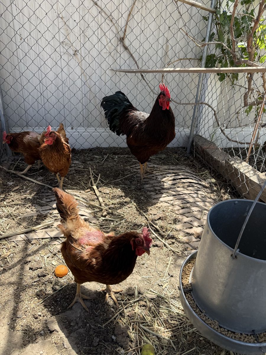 Her-key: Rooster-like Hen, Excellent Flock Guardian