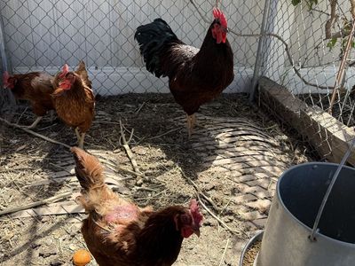 Her-key: Rooster-like Hen, Excellent Flock Guardian