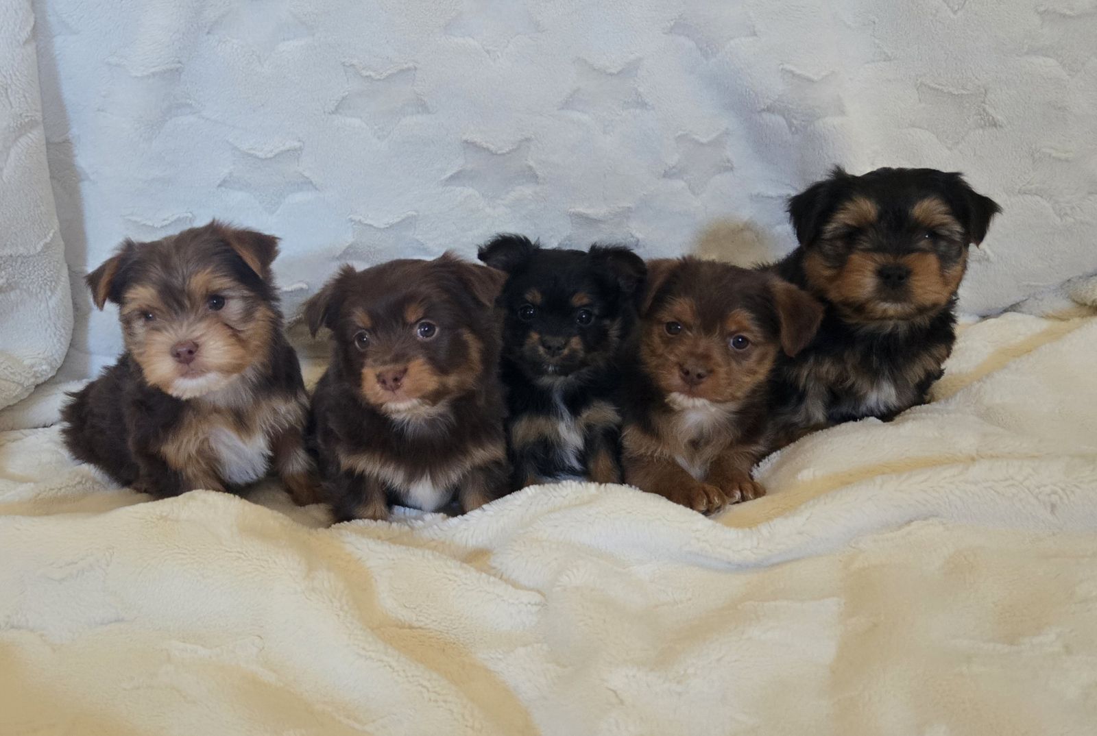 Adorable Hypoallergenic Morkie Pups