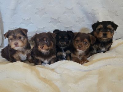Adorable Hypoallergenic Morkie Pups