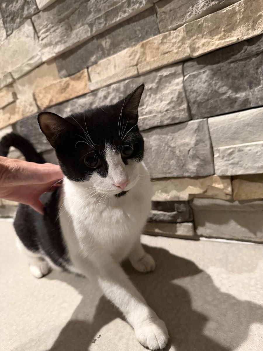 Rehoming 6yr old cat Oreo