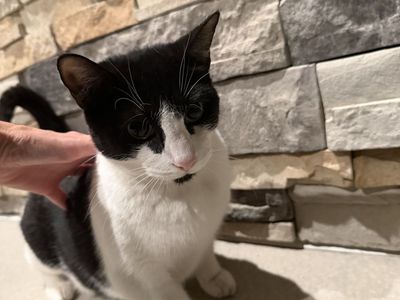 Rehoming 6yr old cat Oreo