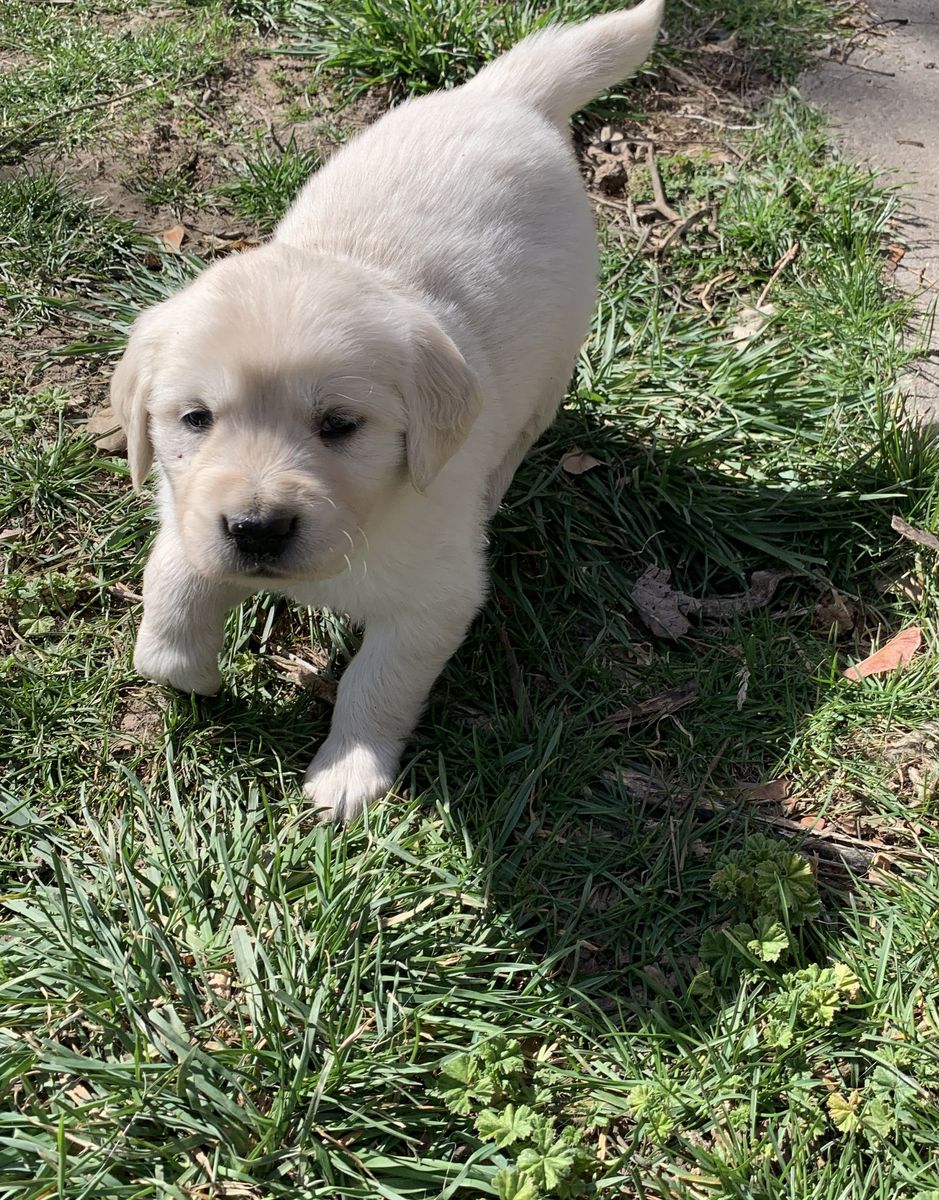 AKC Light Golden Retriever Puppies