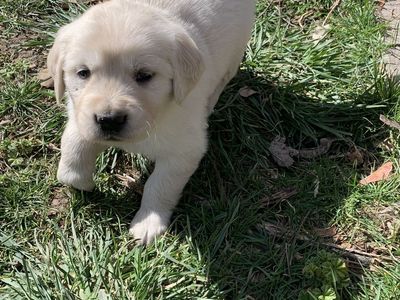 AKC Light Golden Retriever Puppies