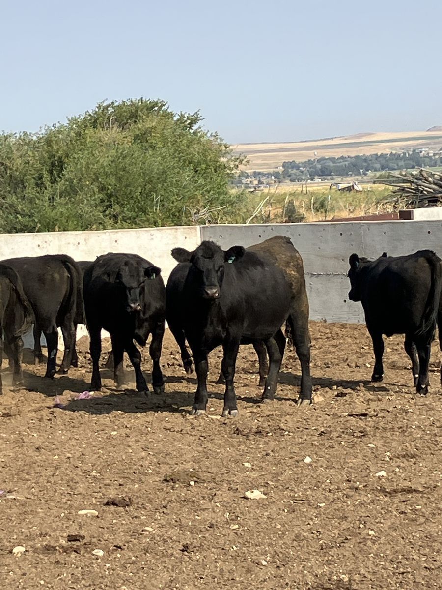 38 Angus Bred Heifers