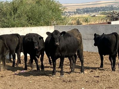 38 Angus Bred Heifers