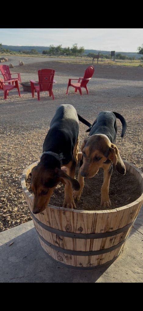 Hightan Hound Pups