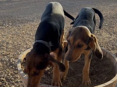 Hightan Hound Pups