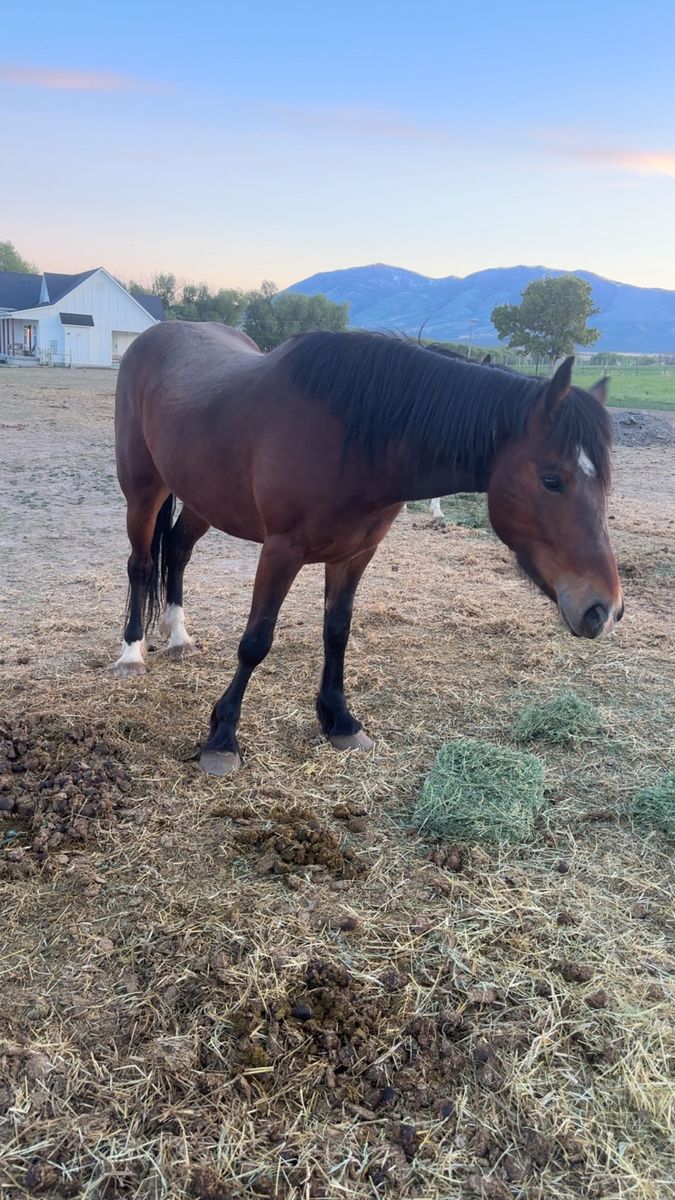 4 yr old half draft