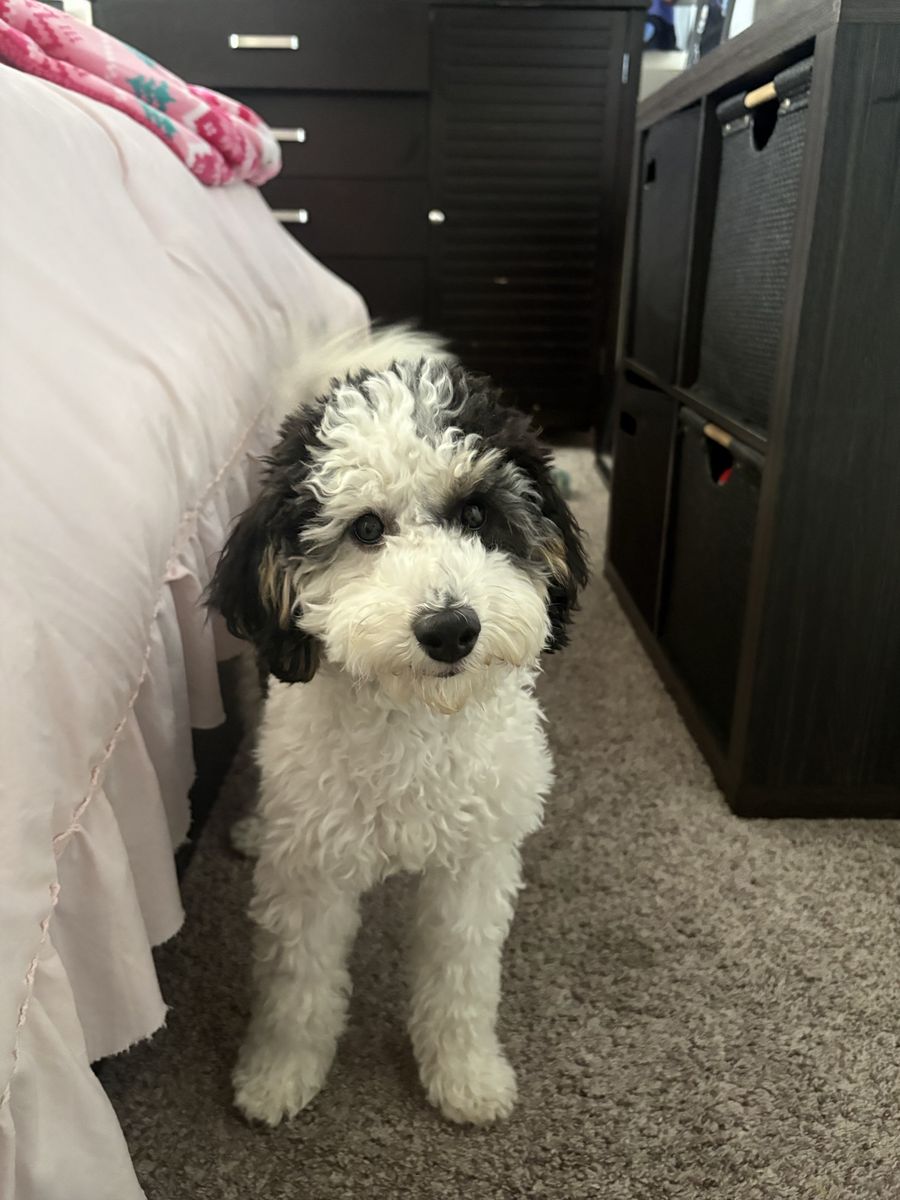 Adorable Mini Goldendoodle Puppy - Black & White, Hypoallergenic (female)