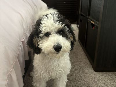 Adorable Mini Goldendoodle Puppy - Black & White, Hypoallergenic (female)