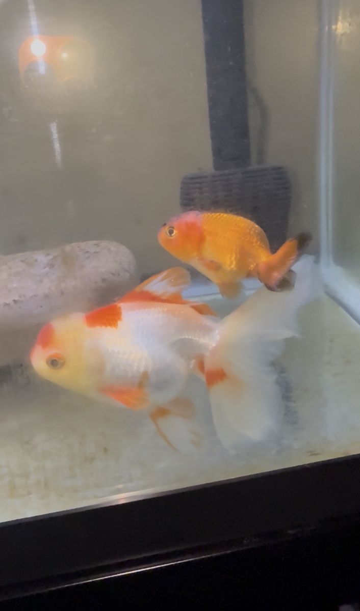 Apache ranchu