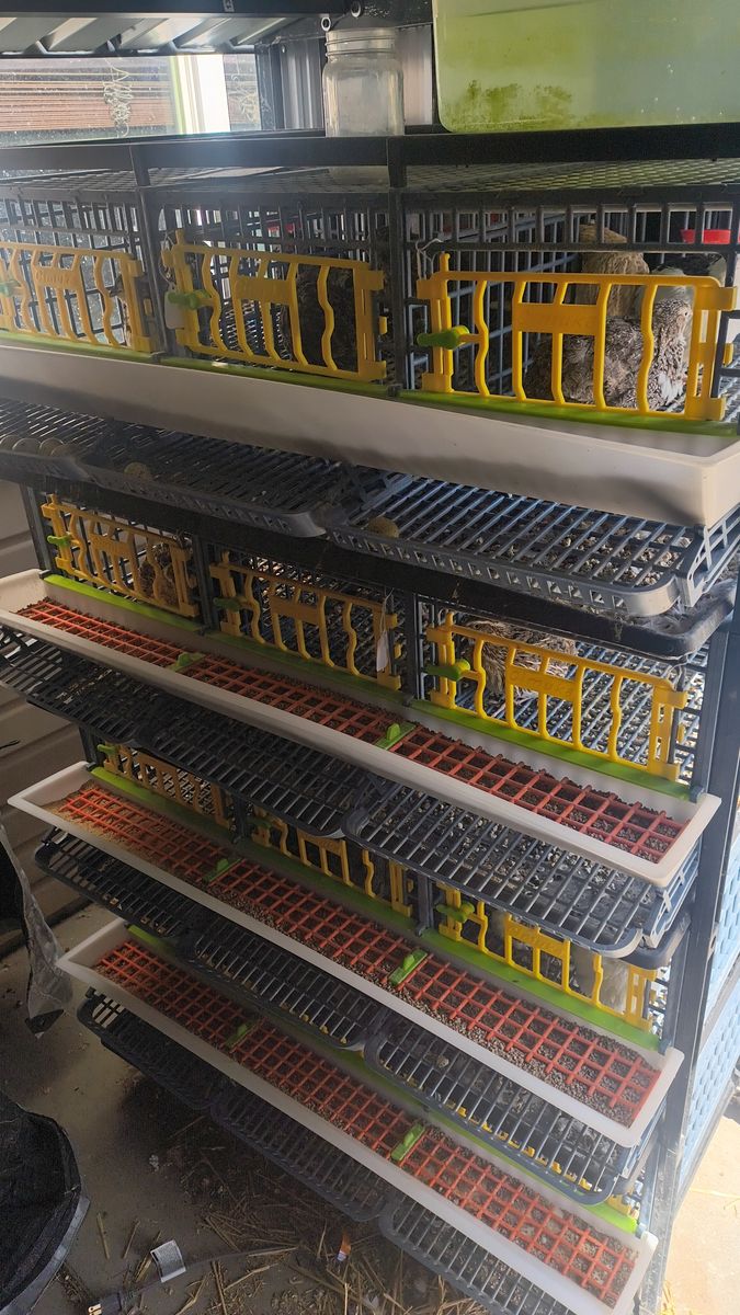 Quail Set up
