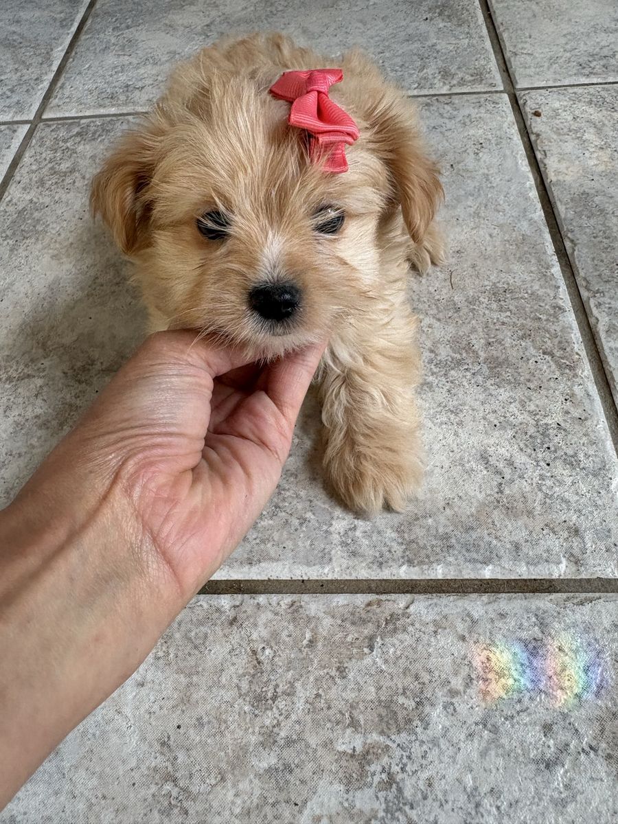 Teacup Yorkies puppies
