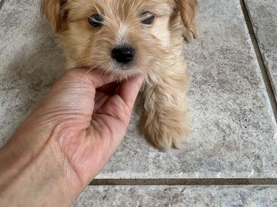 Teacup Yorkies puppies