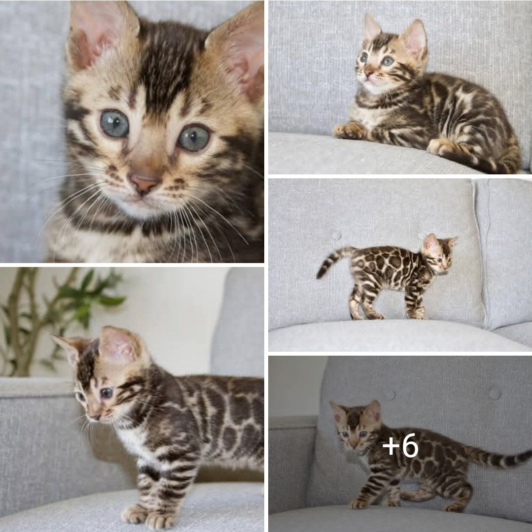 TICA Registered Bengal Cattery - Kittens Available Now- Imported Bloodlines