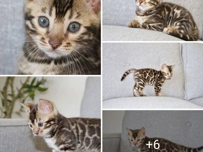 TICA Registered Bengal Cattery - Kittens Available Now- Imported Bloodlines