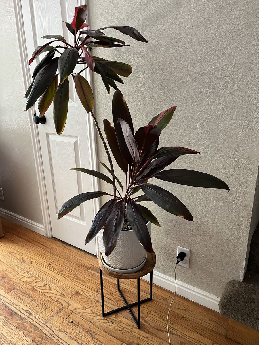 Cordyline Fruticosa Plant - Good Luck Plant