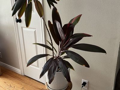 Cordyline Fruticosa Plant - Good Luck Plant