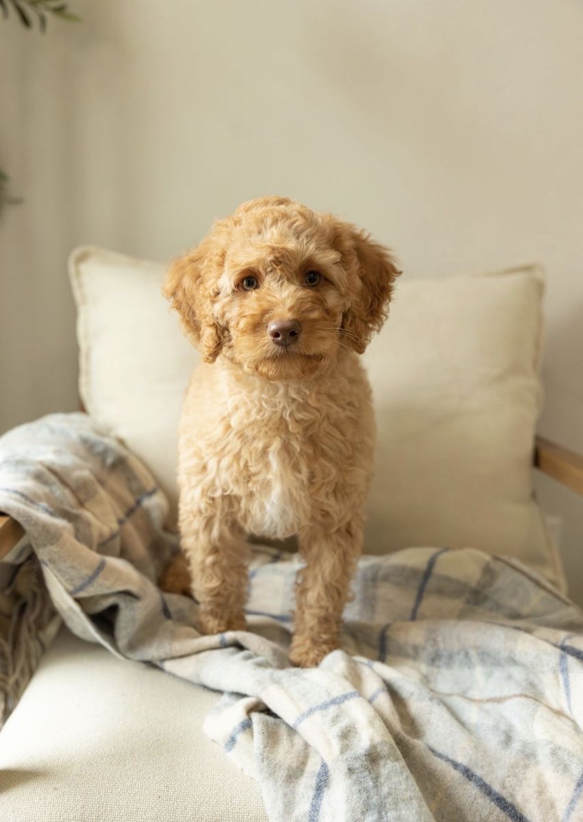 Female F1B Mini Goldendoodle - Potty&Crate Trained