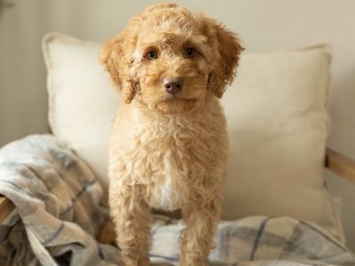 Female F1B Mini Goldendoodle - Potty&Crate Trained