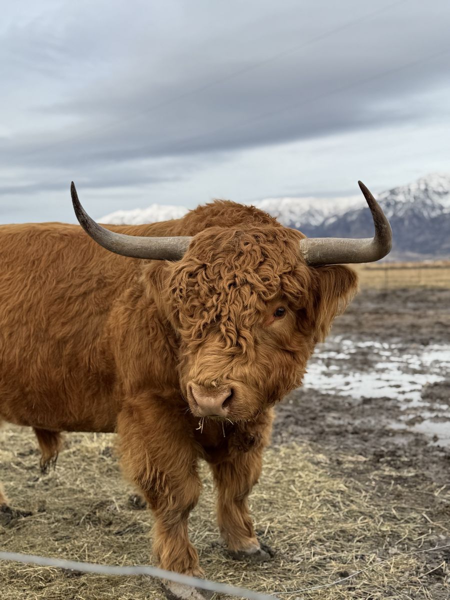 Highland Bull