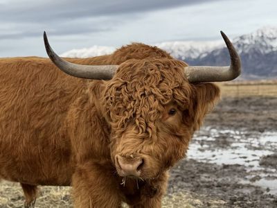 Highland Bull