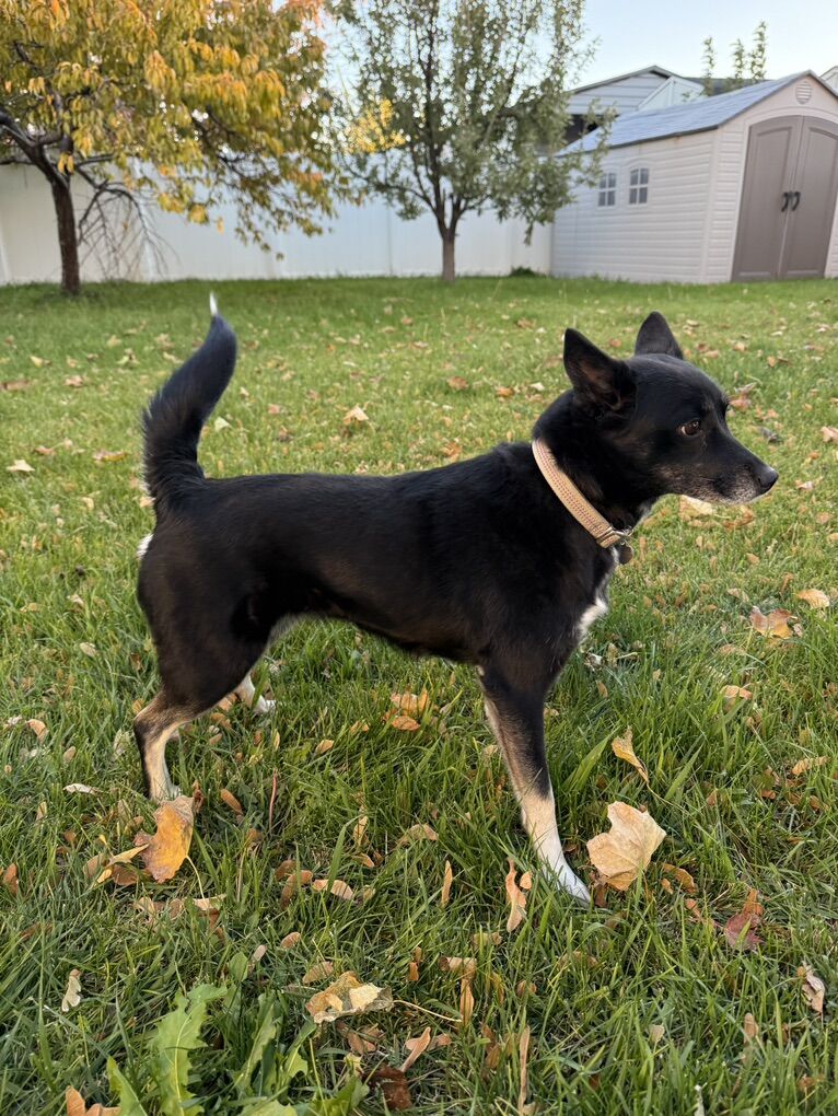 Border Collie X Pomsky