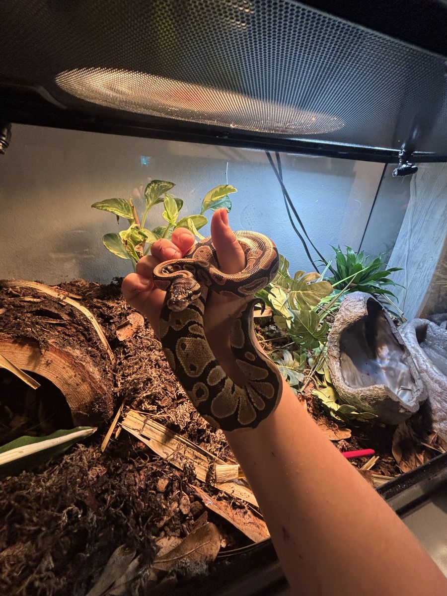 Baby ball python