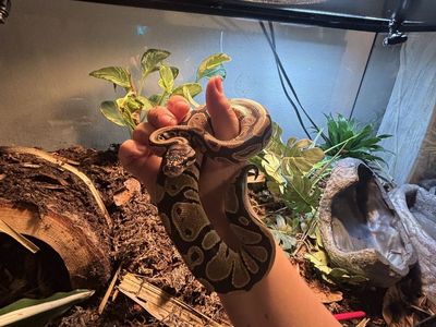 Baby ball python