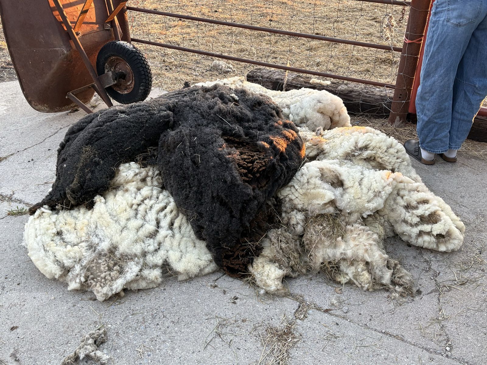 Wool