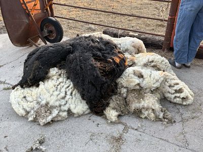 Wool