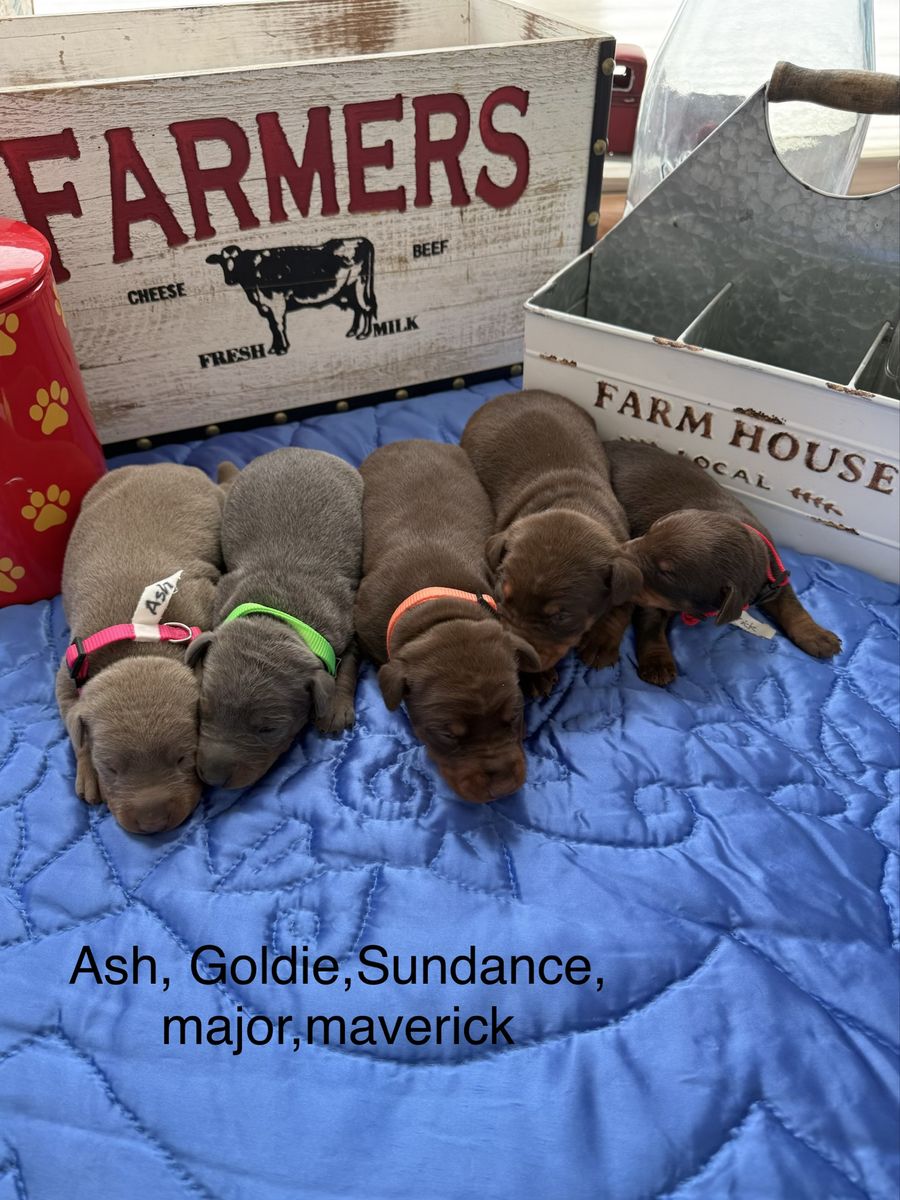Country Team Doby's AKC Registered puppies