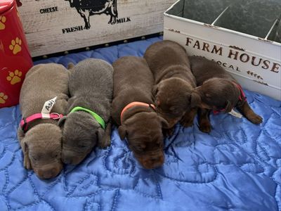 Country Team Doby's AKC Registered puppies