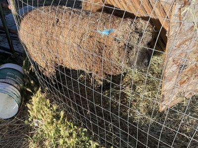 Baby Doll Sheep