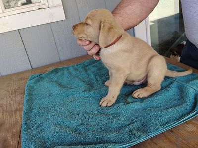 Chesapeake Bay Retrievers