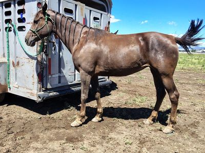 5yr old mare packs ans started riding