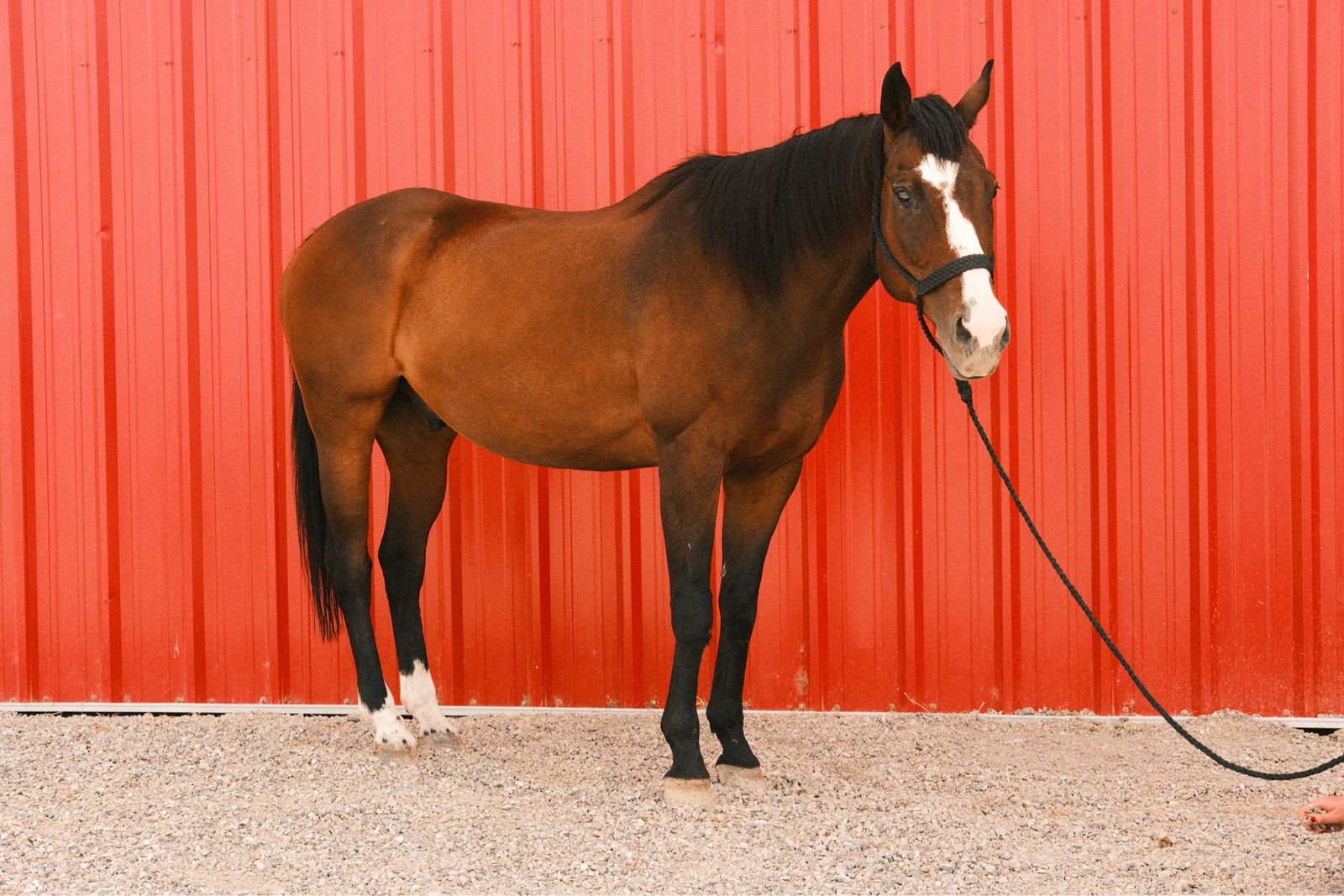Bay Gelding Appendix Horse