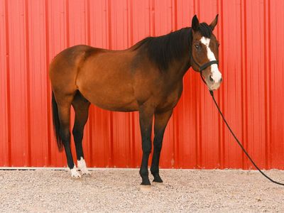 Bay Gelding Appendix Horse