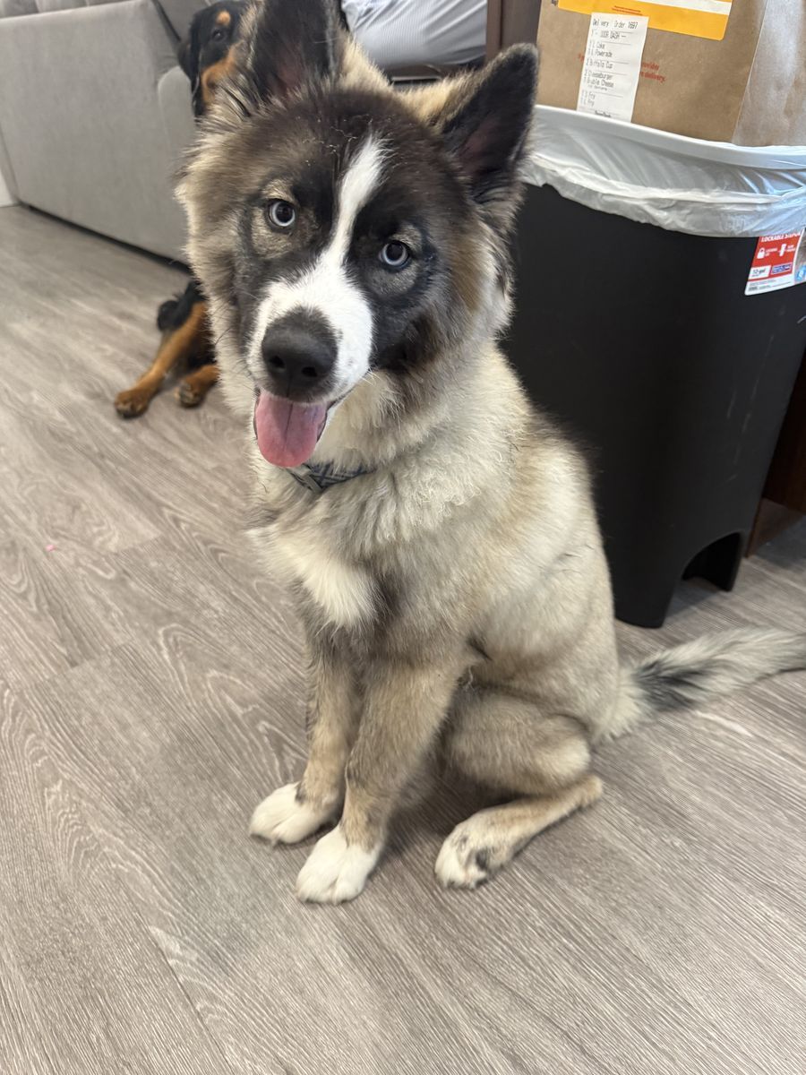 Male husky puppy (NEED GONE ASAP)