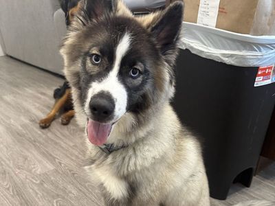 Male husky puppy (NEED GONE ASAP)