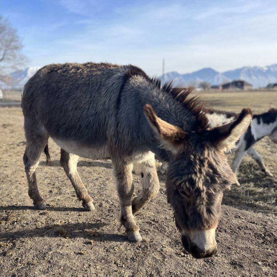 Stud service mini donkey