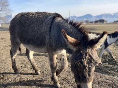 Stud service mini donkey