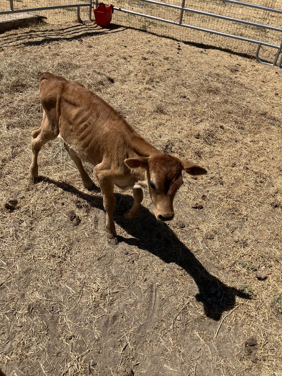 Jersey bull calf