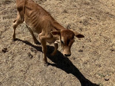 Jersey bull calf
