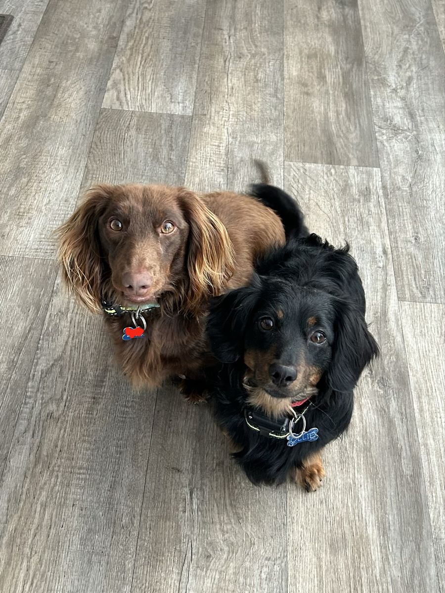2 Free Dachshunds